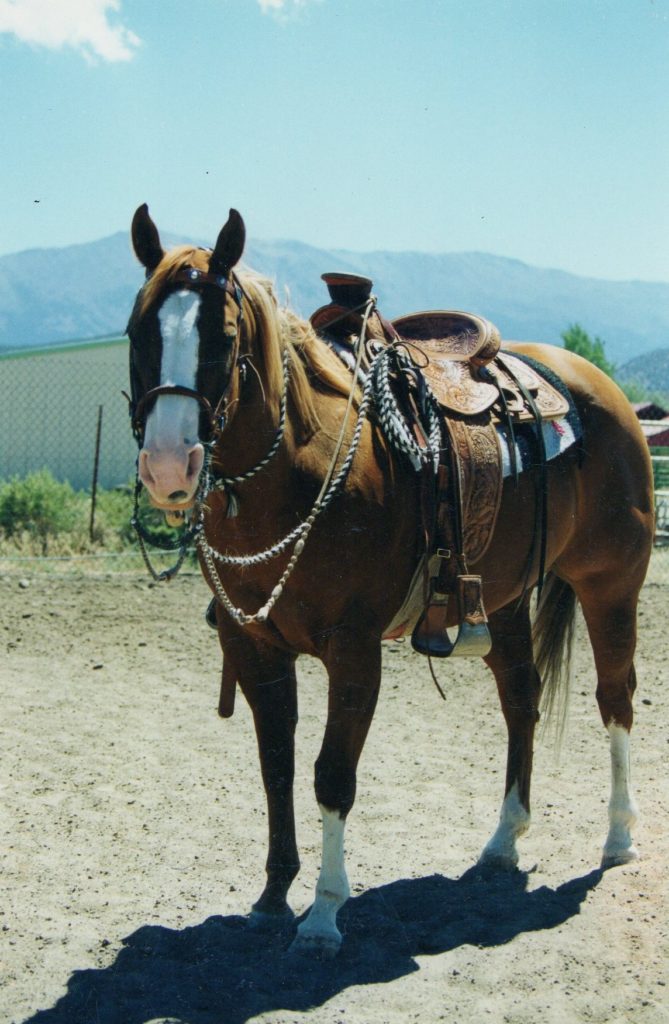 Horse with Headstall Gear